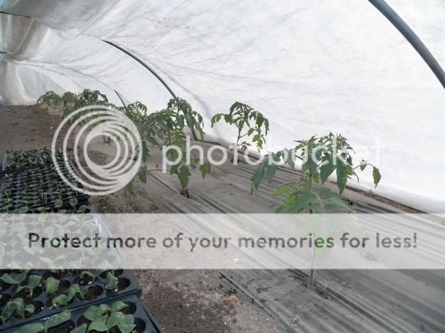  photo 137_0978_zpsb1af8de0.jpg